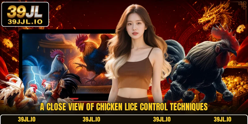 A close view of chicken lice control techniques